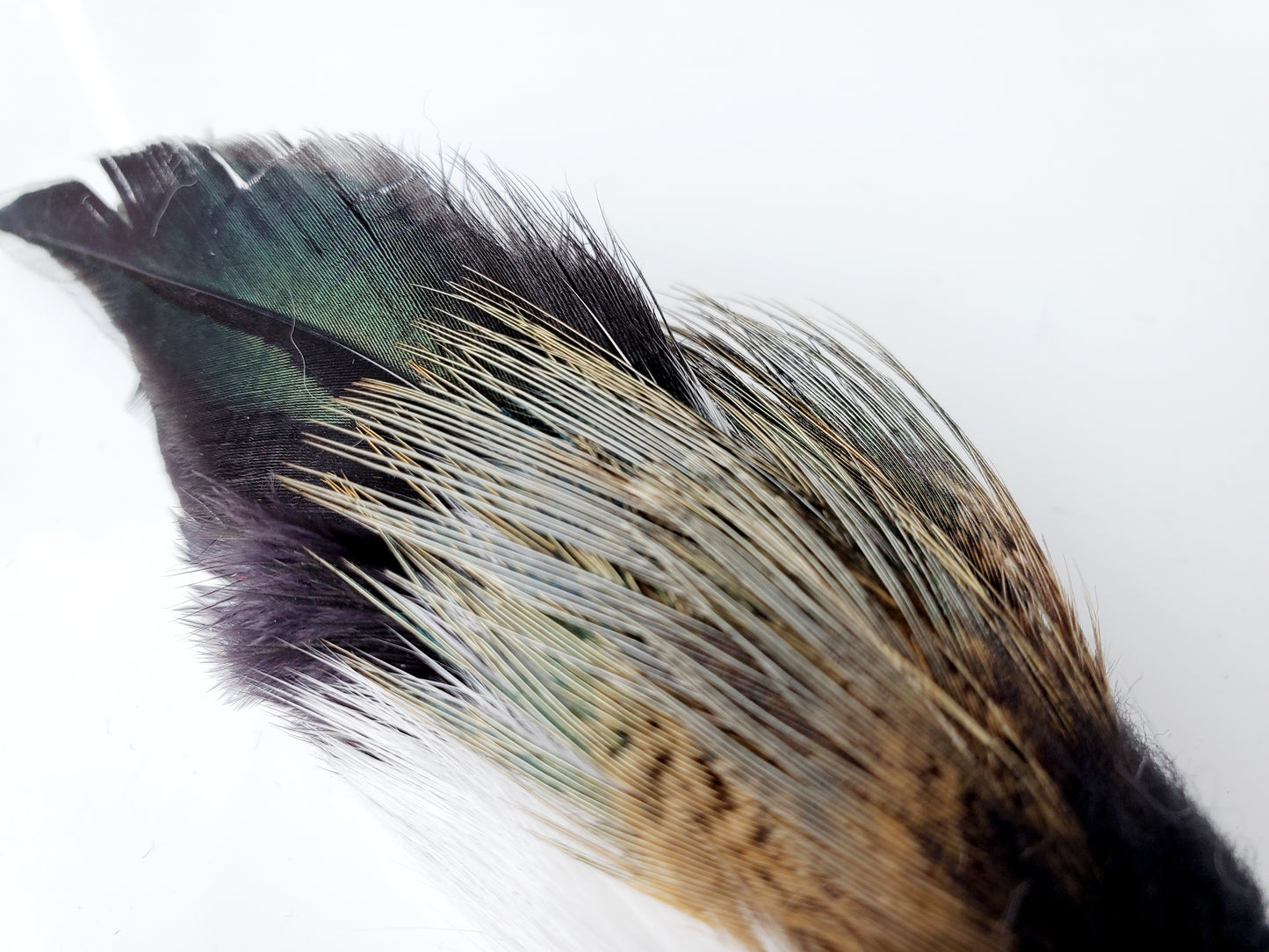 Bettie Black Bird Feather Cat Toy + 5g Cat Nip Set │by Tiga Toys