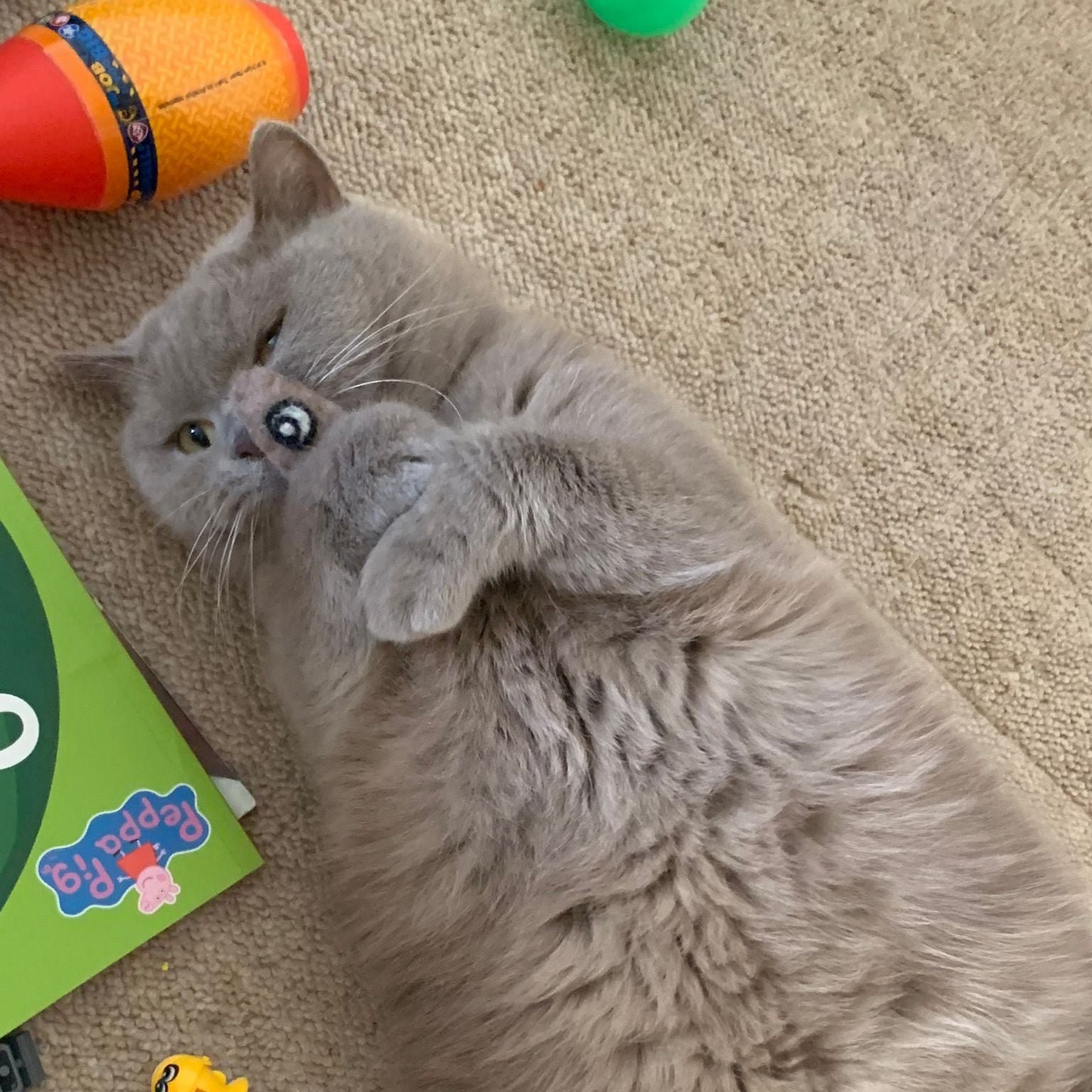Blue Persian playing with Sardine Cat Toy - Eco-Friendly Sardine Catnip Felt Fish Toy by Tiga Toys – Handmade, organic catnip, 100% New Zealand wool. Choose from Blue, Green, Pink, or Yellow."