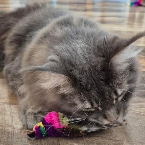 Cat playing with the Findlay Bird realistic cat toy – feathered, bird shaped cat toy perfect for cats who love to chase, pounce, and play. Or spark joy, movement, and kitten-like energy in cats that might’ve left their wild days behind.
