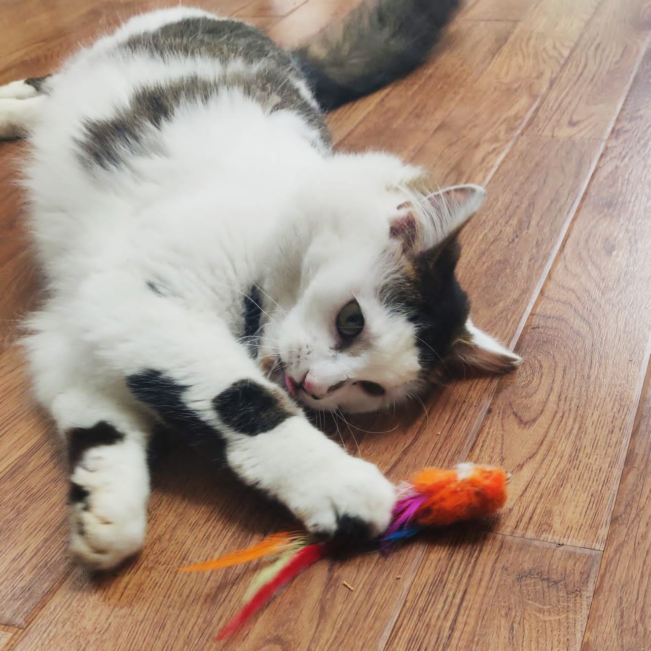 Lovely cat pawing Percy Parrot by Tiga Toys cat toy durng fun cat playtime