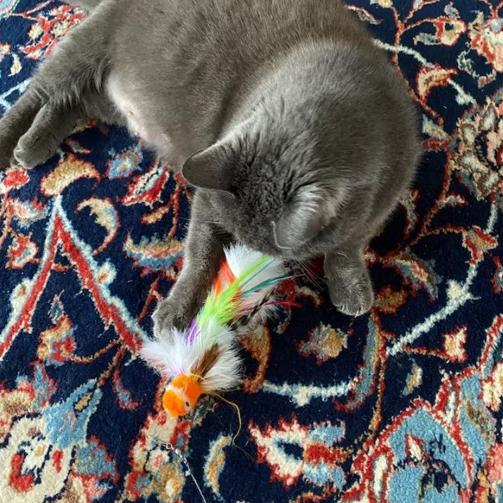 Lovely cat pawing Percy Parrot by Tiga Toys cat toy durng fun cat playtime