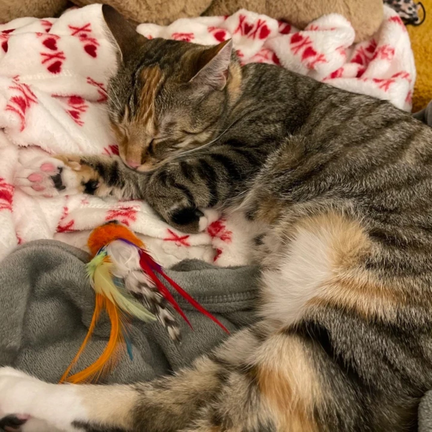 Cat chilling with Percy Parrot by Tiga Toys