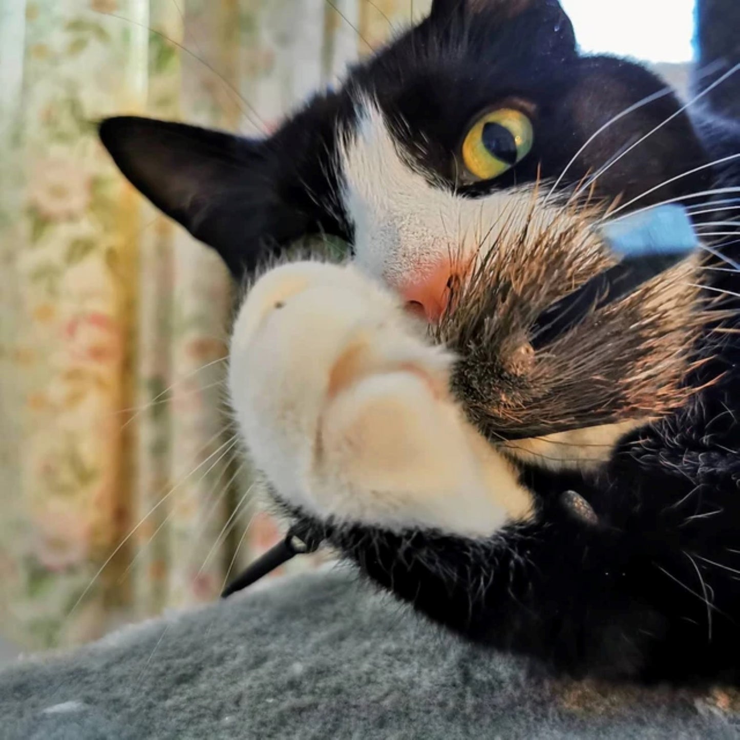 Gorgeous cat pawing Rafa Rat Cat Toy