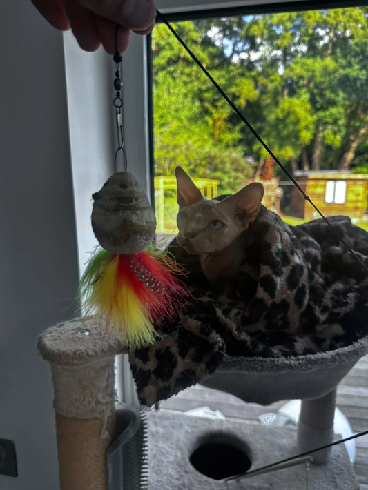Cat watching Rainbow Rattie hanging from a wand attachment beside a window