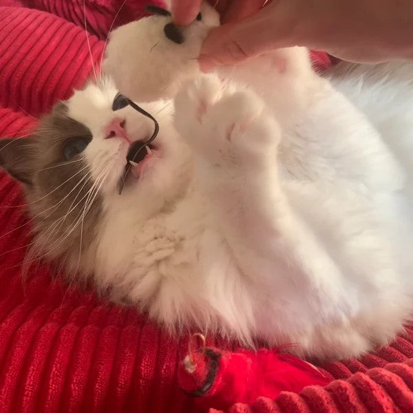 Soft Paw Bundle