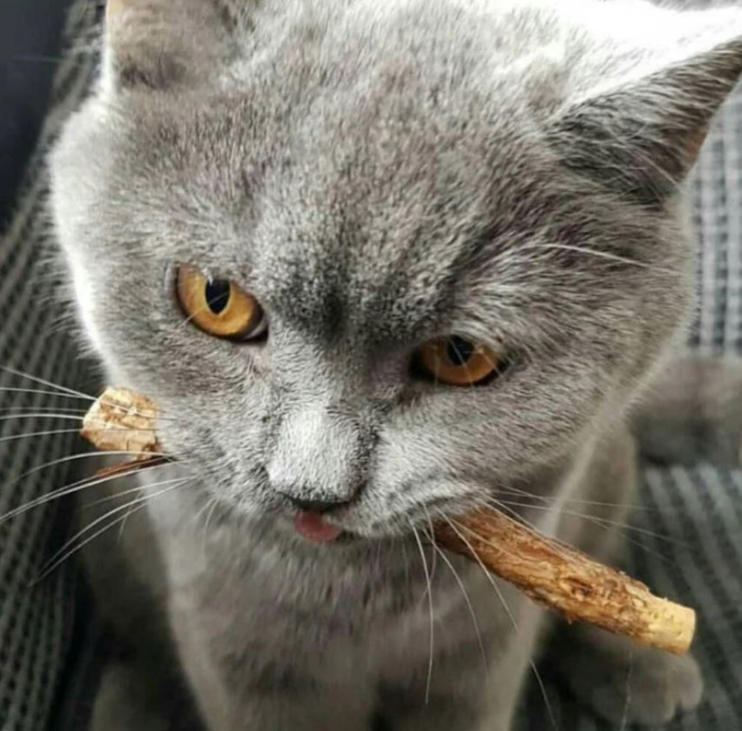 CAT TREATS