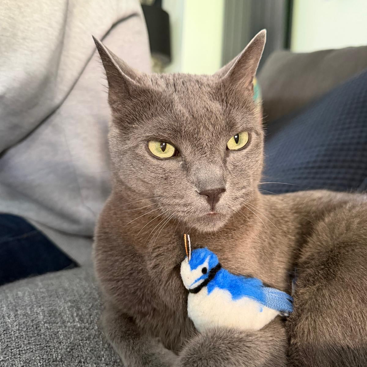 A gray cat with handsome eyes  holding a blue and white bird-shaped cat toy handmade by Tiga Toys, sitting on a gray couch in a home setting.