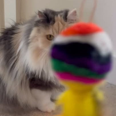 Colourful Feather Mardi Cat Toy with Feather Tail Teaser │by Tiga Toys
