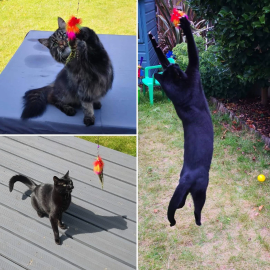 Gorgeous  Cat Playing and doing gymnastics moves with Mardi Gras by Tiga Toys