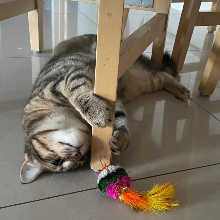 Colourful Feather Mardi Cat Toy with Feather Tail Teaser │by Tiga Toys