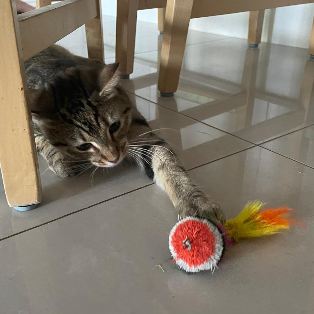 Colourful Feather Mardi Cat Toy with Feather Tail Teaser │by Tiga Toys