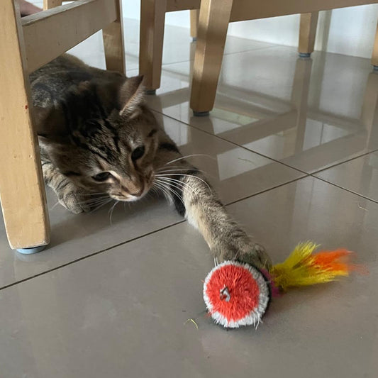 Colourful Feather Mardi Cat Toy with Feather Tail Teaser │by Tiga Toys