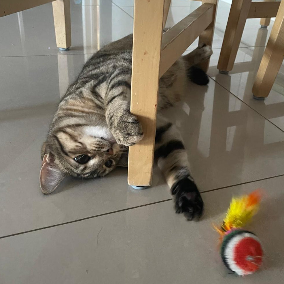 Colourful Feather Mardi Cat Toy with Feather Tail Teaser │by Tiga Toys