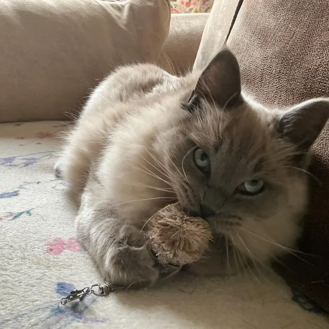 Cat having a cuddle and about to play with of Melvin Mouse Cat Toy Tiga Toys