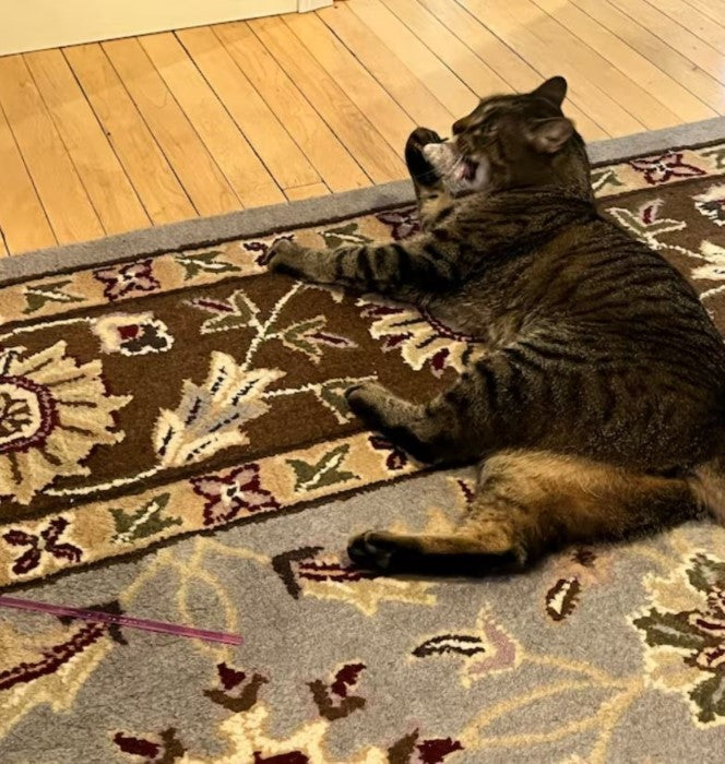 Lovely Cat Playing with Melvin Mouse Cat Toy Tiga Toys