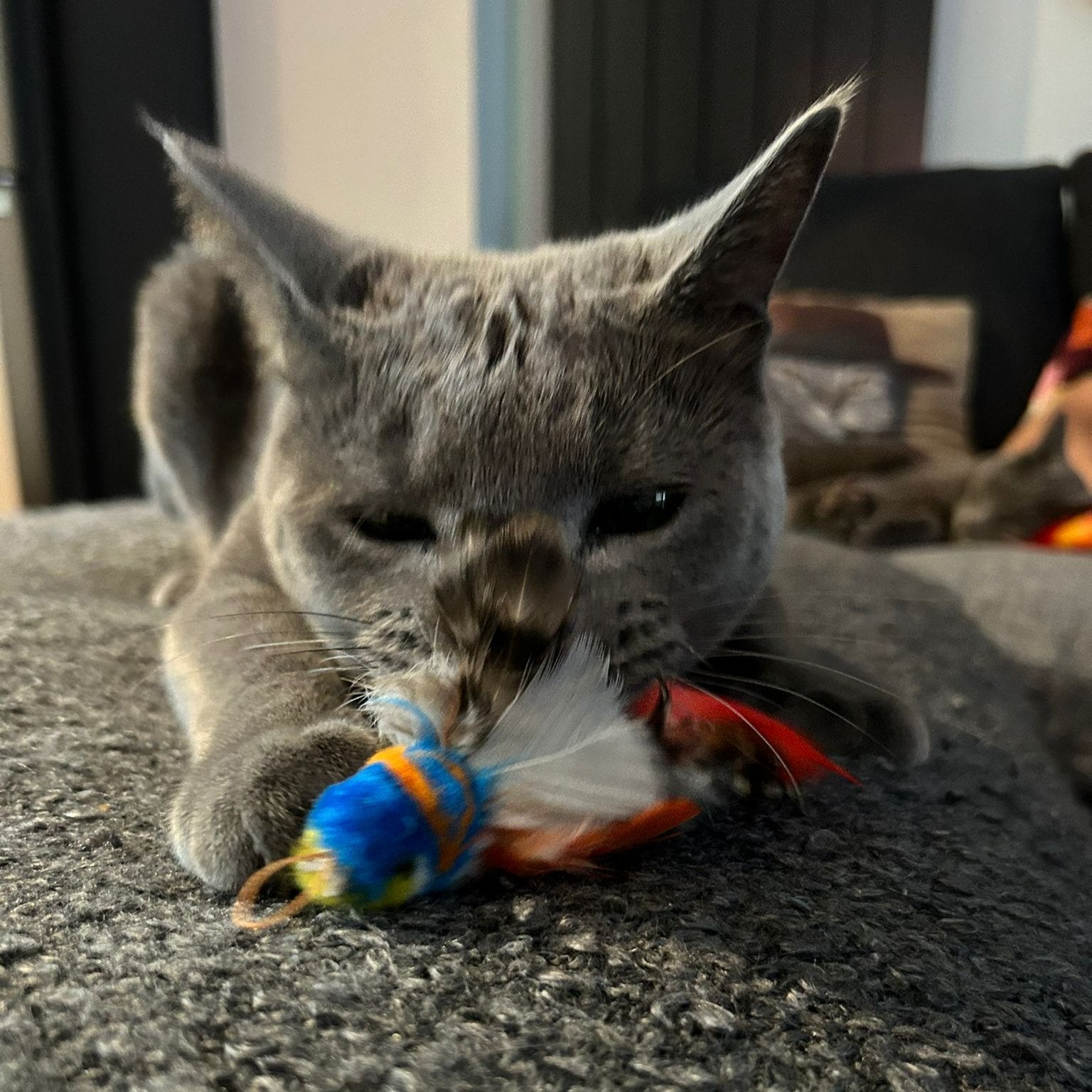 Beautiful Cat holding Paul Parrot Tiga Toys