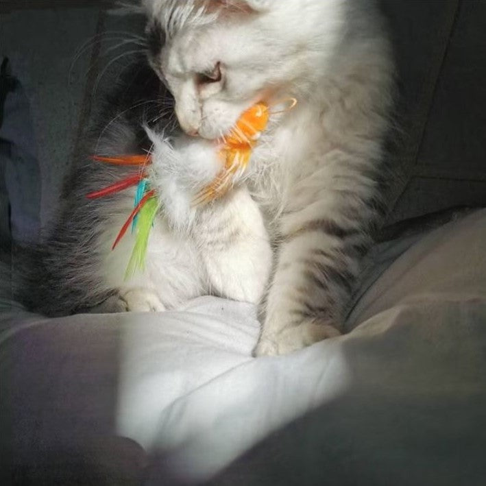 Lovely Cat holding Percy Parrot Cat Toy in their mouth during fun cat playtime