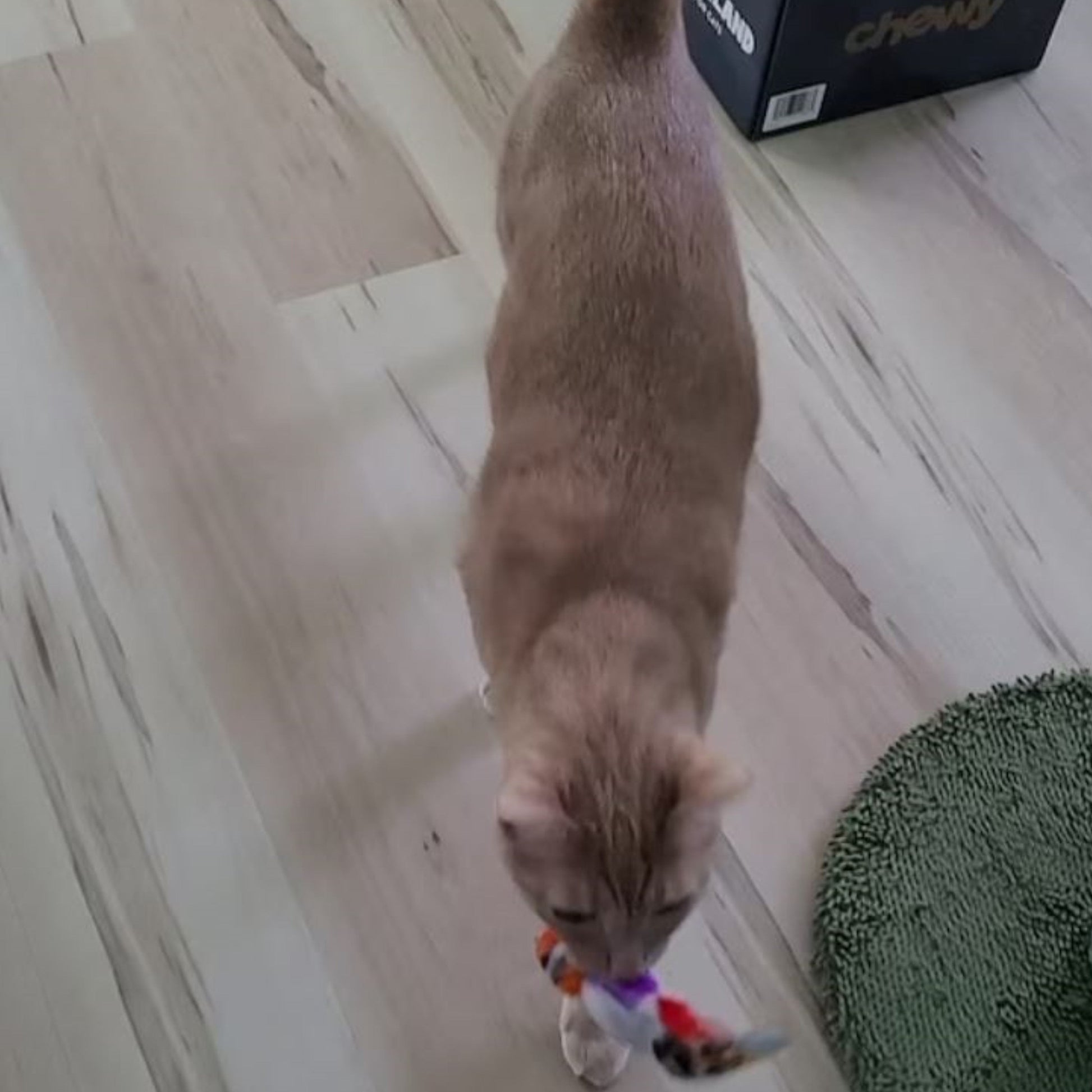 Lovely Cat holding Percy Parrot Cat Toy in their mouth during fun cat playtime