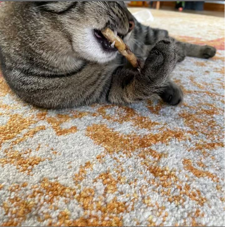 Cat lying on carpet chewing a Tiga Toys Silvervine stick