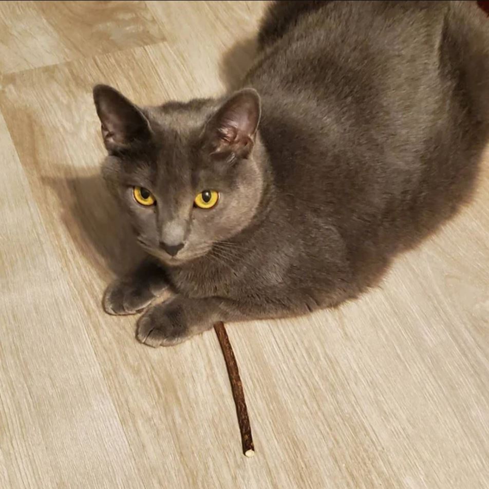 Cat lying on floor with a Tiga Toys Silvervine stick