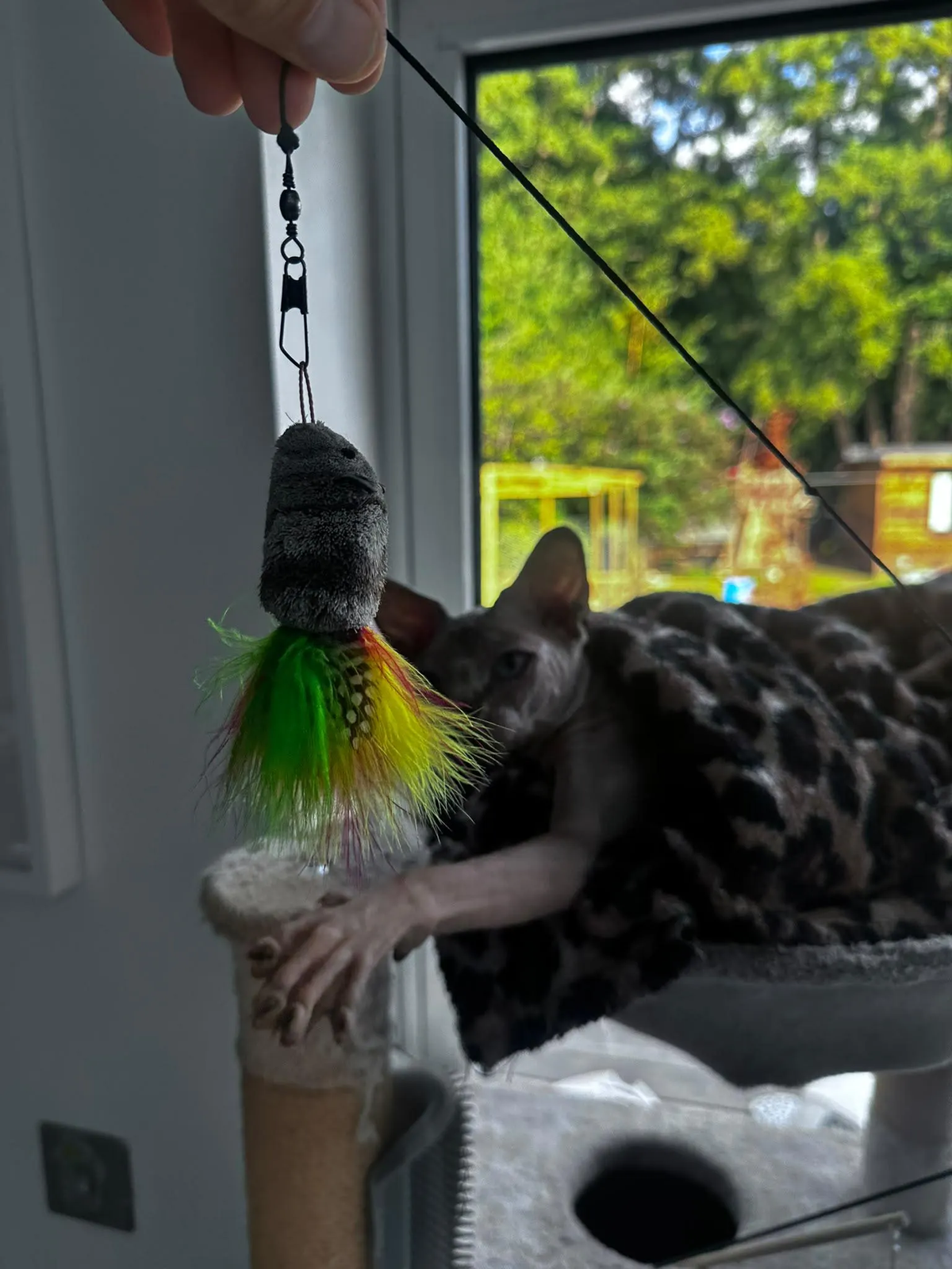 Cat reaching towards Rainbow Rattie during supervised wand play