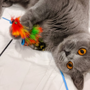 Gorgeous Cat Playing with Mardi Gras by Tiga Toys