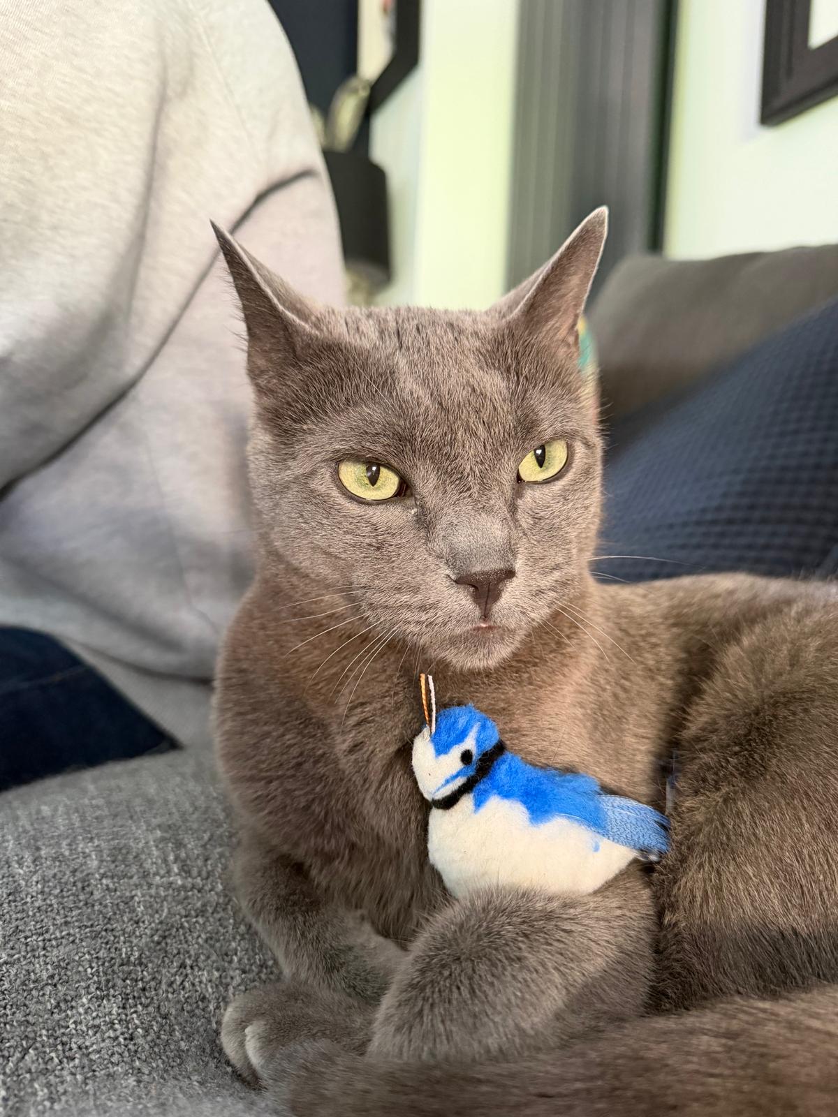 Playful cat interacting having so much fun with handmade cat toy Jay bird by Tiga Toys cat approved 