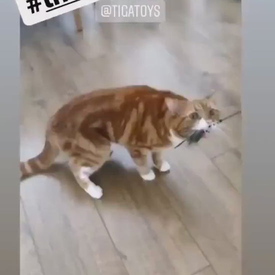 Beautiful cat playing with Rafa Rat Cat Toy from Tiga Toys