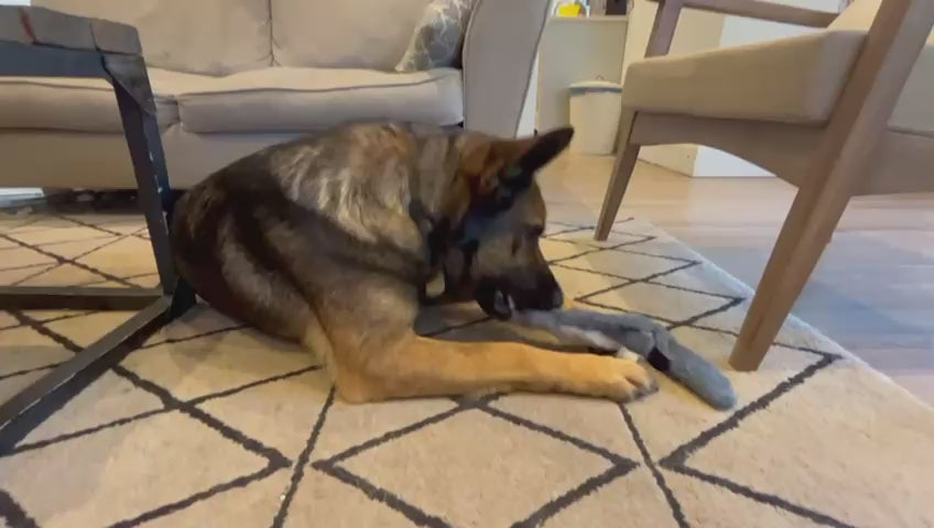 No stuffing fox dog toy designed to help reduce mess during supervised play